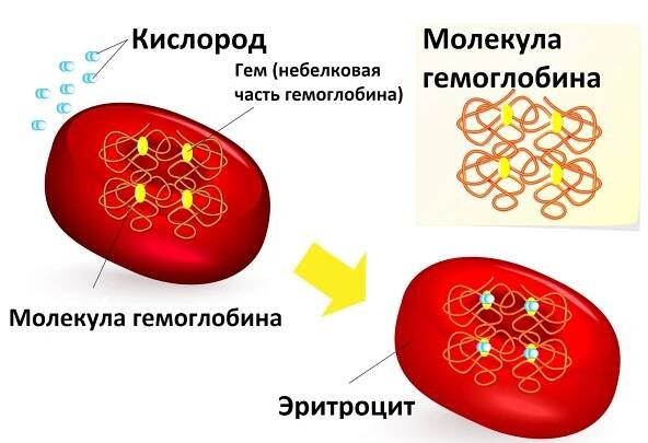 Jaké ořechy zvyšují hemoglobin: minimálně, pro těhotné ženy