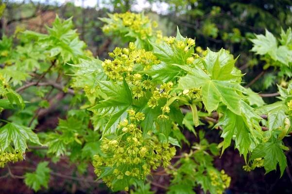 Acer platanoides