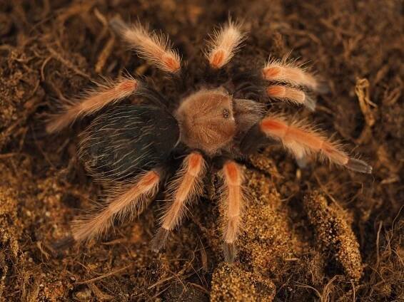 Brachypelma boehmei