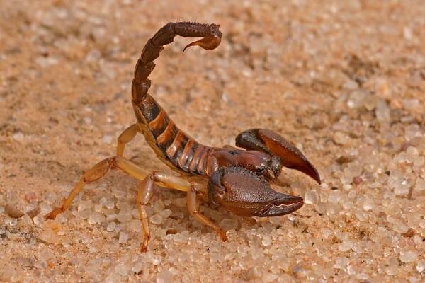 17,084 Scorpion Stock Photos - Free & Royalty-Free Stock Photos from Dreamstime