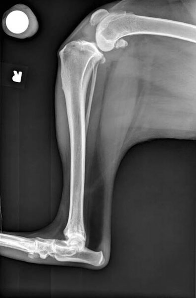 Cruciate Disease: How and Why to Measure Tibial Plateau Angle | Today's Veterinary Practice