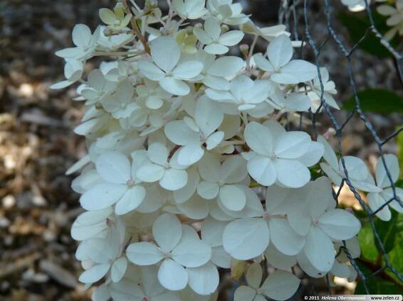 Hydrangea paniculata Vanille Fraise hortenzie latnatá