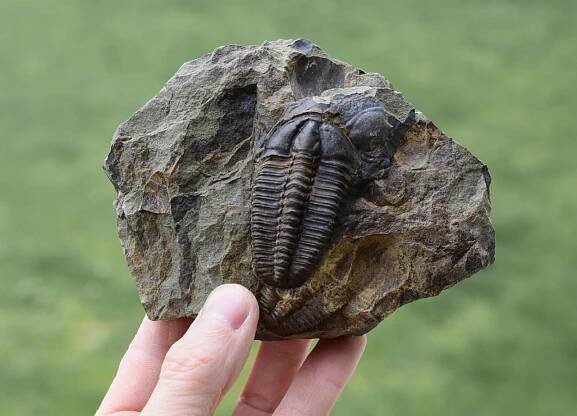 trilobit Conocoryphe sulzeri | minerals-fossils.cz