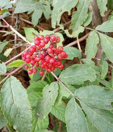 Бузина красная (Sambucus racemosa `Sutherland Gold`)
