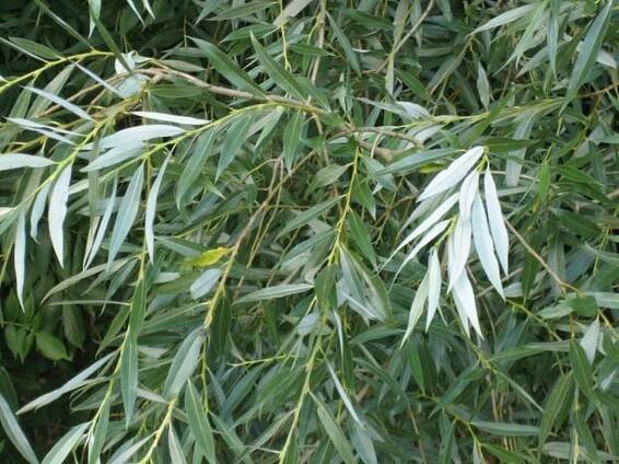 Soubor:Salix alba leaves.jpg – Wikipedie