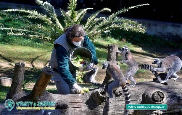 Zážitek - Ošetřovatelem ZOO Brno (1MZ-008): Výlety a zážitky
