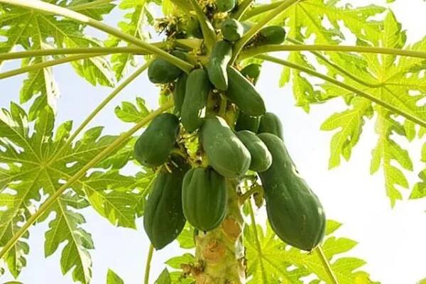 papaya