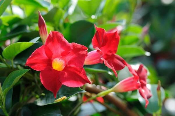 Dipladenia