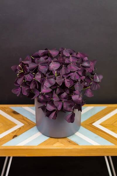 Oxalis triangularis XL