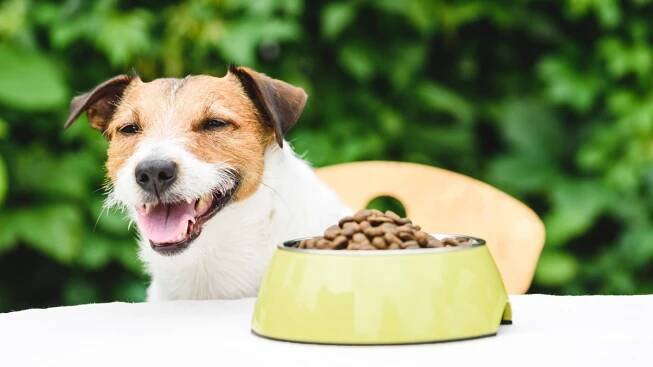 Kibble Boosters: 8 Fresh Foods to Bump Up Your Dog's Bowl