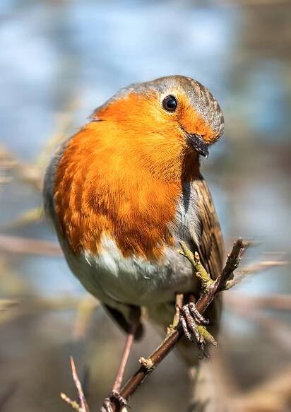 Cute Bob - Robin Photo Print