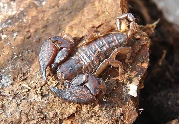 Obrázek - Liocheles australasiae (štír partenogenetický) | BioLib.cz