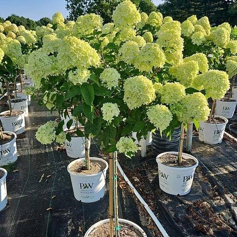 Little Lime® Hydrangea