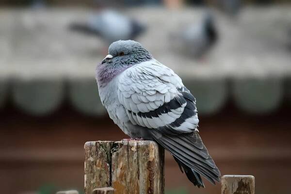 bezplatná Detailní záběr holuba skalního sedícího na dřevěném sloupku venku. Základová fotografie