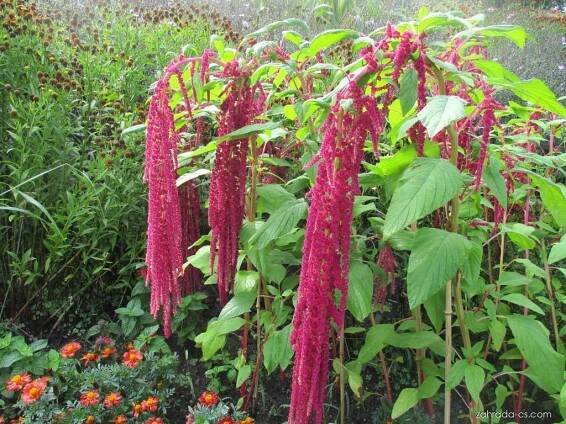 Laskavec - Amaranthus