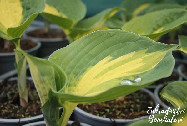 Hosta (bohyška) – Zahradnictví Bouchalovi