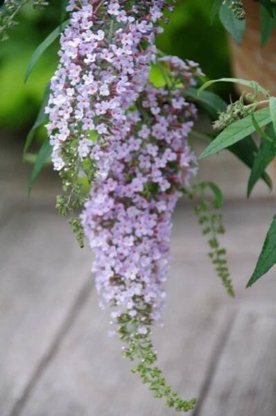Komule Davidova 'Wisteria Lane'