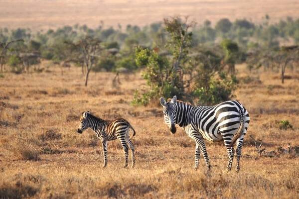 Chráněná oblast Ol Pejeta - Safari a dovolená v Keni