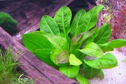 Echinodorus: pěstování, vlastnosti, využití rostliny