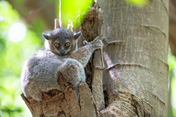 Baby Lemurs