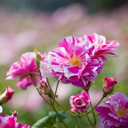 Introducing The King's Rose™ by David Austin | Highgrove News & Blog 