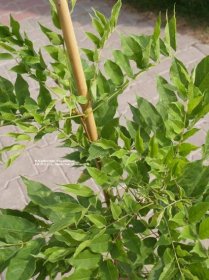 Vistéria čínska Prolific | Wisteria sinensis syn. chinensis Prolific - Záhradníctvo ABIES