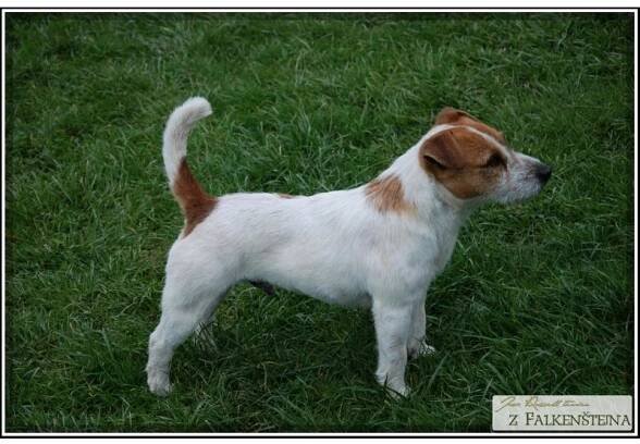 Prodám Jack Russell Teriér-chovný pejsek | inzerce.VSEPROLOV.CZ