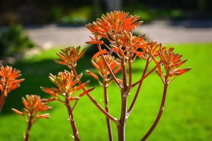 Aloe vera - prospěšný zázrak pro pleť » Bylinky Pro Zdraví