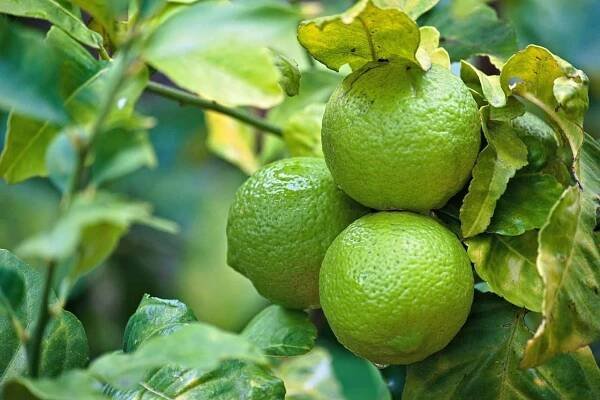 How to Fix Lemon Tree Leaf Problems: Natural Remedies & Organic Tips 9