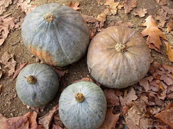 Tykev obrovská Hokkaido Grey Queen - Cucurbita maxima