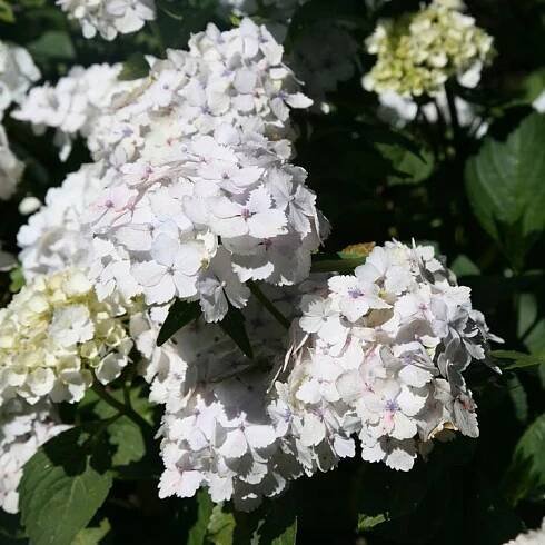 Hortenzie velkolistá MADAME EMILIE MOUILLERE hydrangea macrophylla SAZENICE