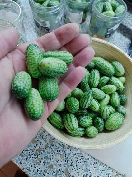 Melotrie - mexická miniokurka (Melothria scabra), plody, plodenství