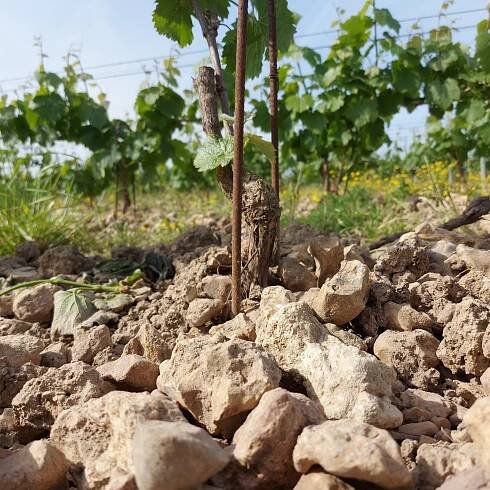 La Grange Tiphaine Wines: Biodynamic Loire Valley at its Best - Jacky Blisson