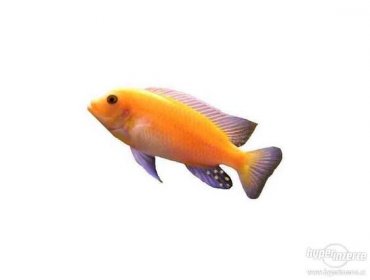 Tlamovec oranžový-mladé i dospělé rybičky - foto 2