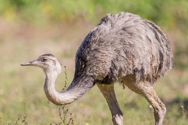 Nandus (Rheidae) - - in Deutschland