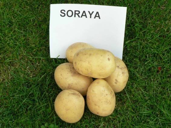 Foto - Soraya