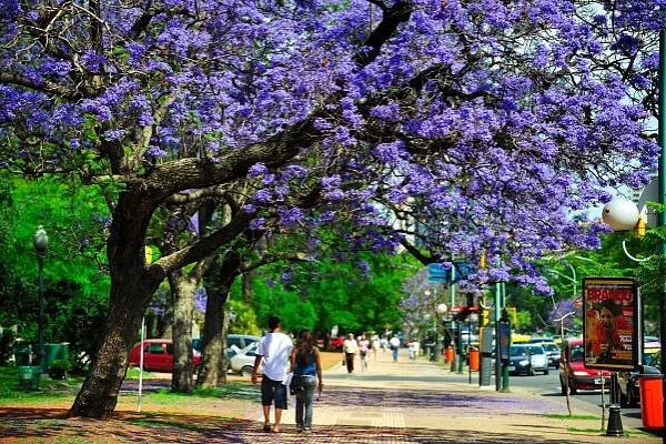 jacaranda strom v plném květu, buenos aires, argentina - žakaranda - stock snímky, obrázky a fotky