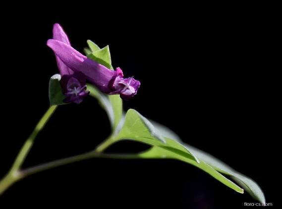 Dymnivka bobovitá (Corydalis intermedia)