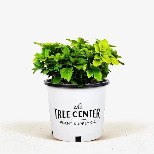 Green Pachysandra