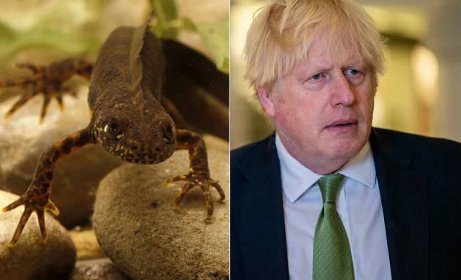 'I'll cohabit with newts!' says Boris Johnson as swimming pool plans come under threat