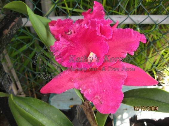Orchids – Kathy's Korner