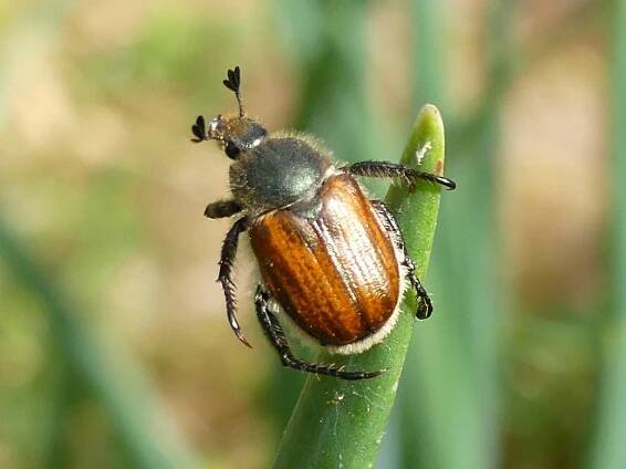 Getreide-Laubkäfer, Anisoplia spec.