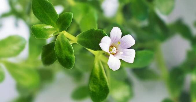 Bacopa drobnolistá
