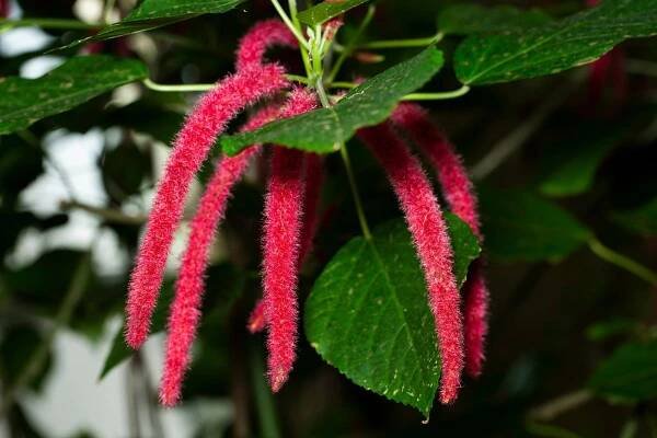 Acalypha hispida (Zdroj: Shutterstock)