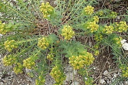 Pryšec sivý menší (Euphorbia seguieriana subsp minor)