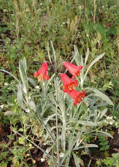 Scarlet fritillary (Fritillaria recurva)