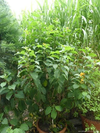 Kladivník (Cestrum aurantiacum)