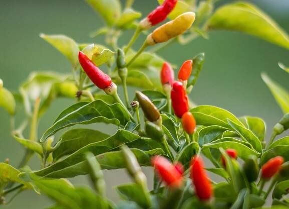 Bird's eye chilli plant