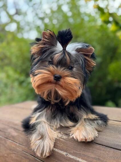 Yorkshire terrier- originál FCI