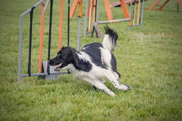 AGILITY – ABS trénink